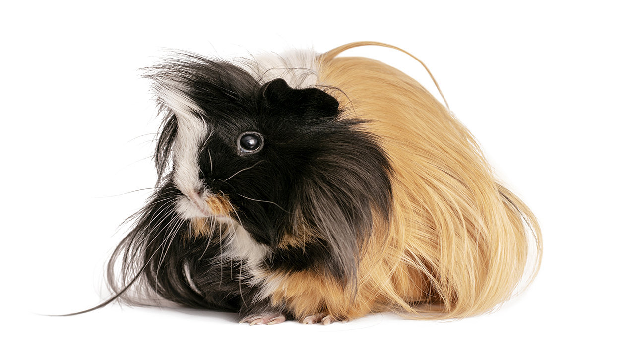 Abyssinian Guinea Pig sale price in india