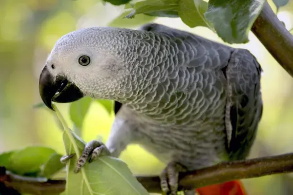 african grey parrot diet