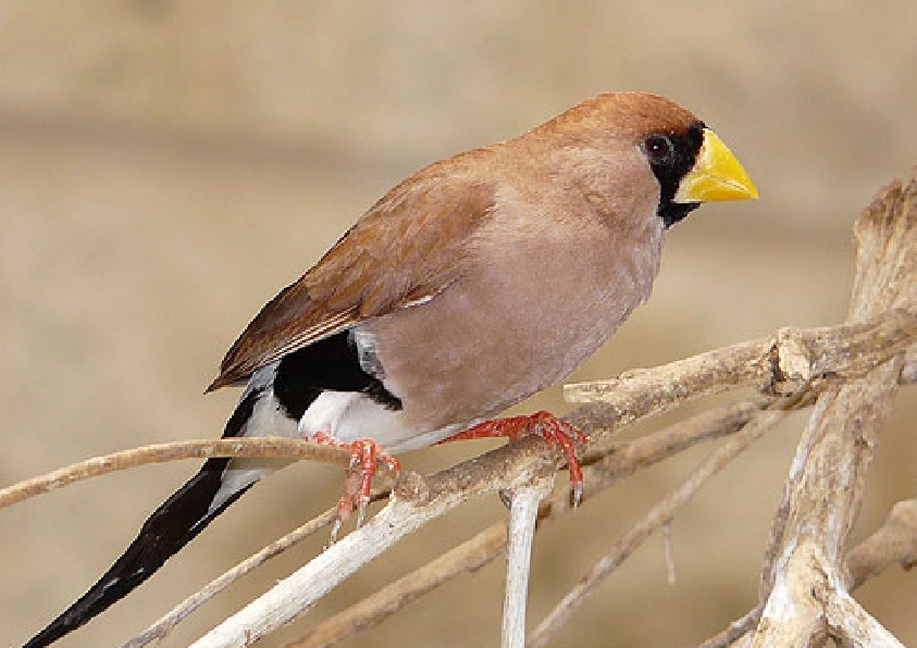 Masked Finch