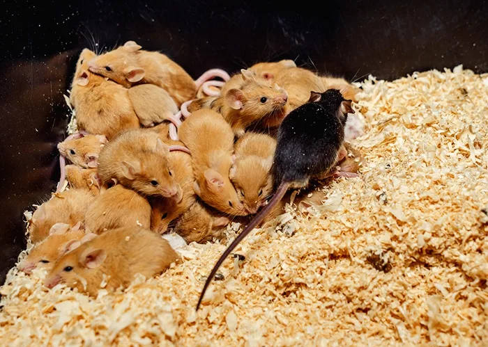 Fancy-Mouse