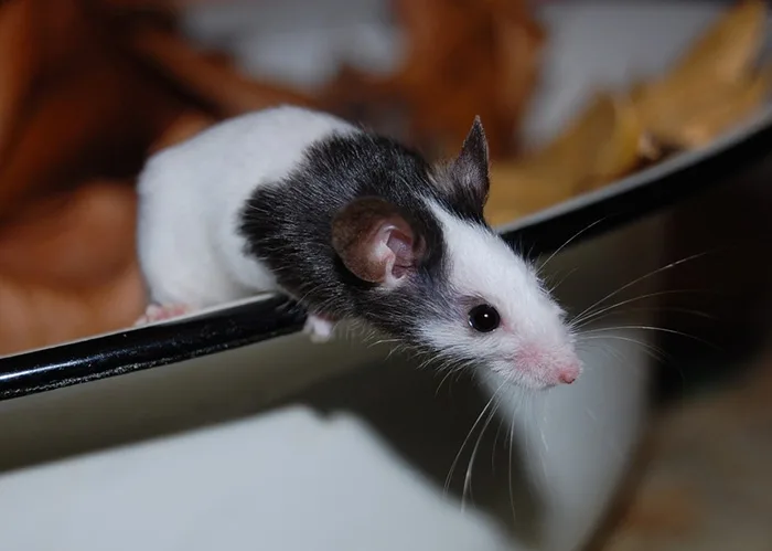 Fancy-Mouse