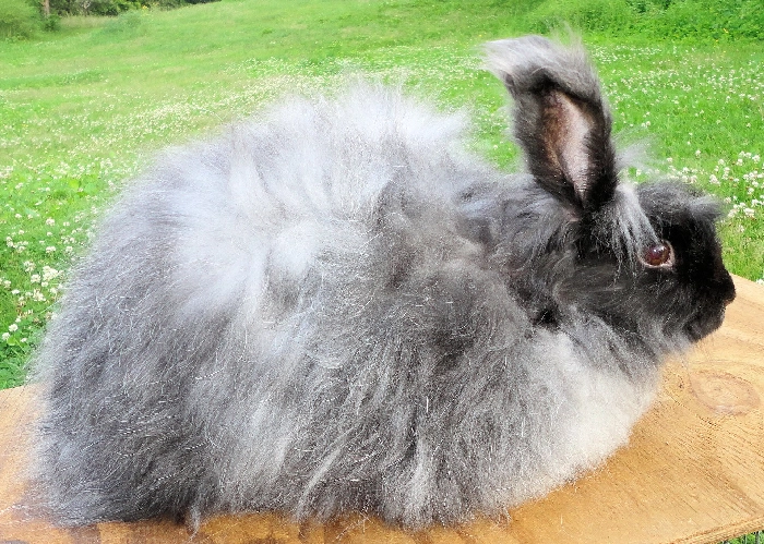 Angora Rabbit