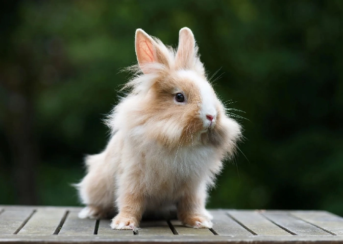 Lion Head Rabbit