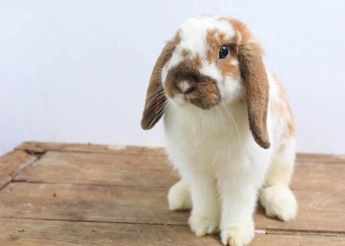 Holland Lop Rabbit
