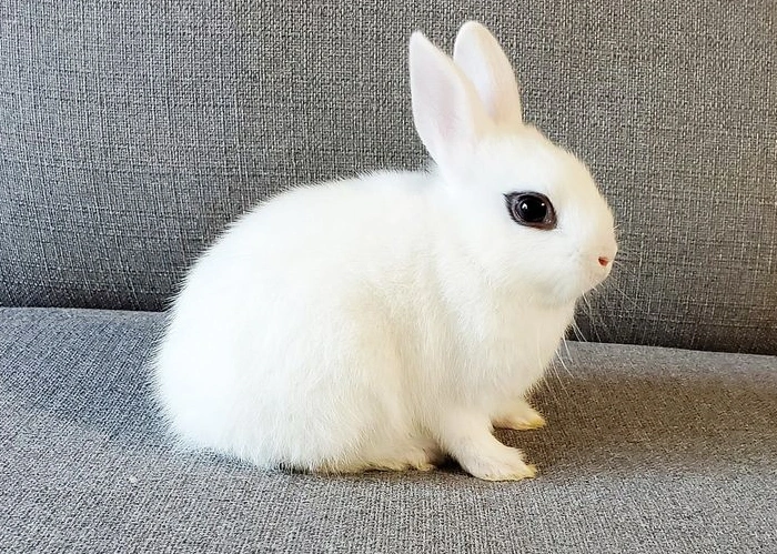 Hotot Rabbit