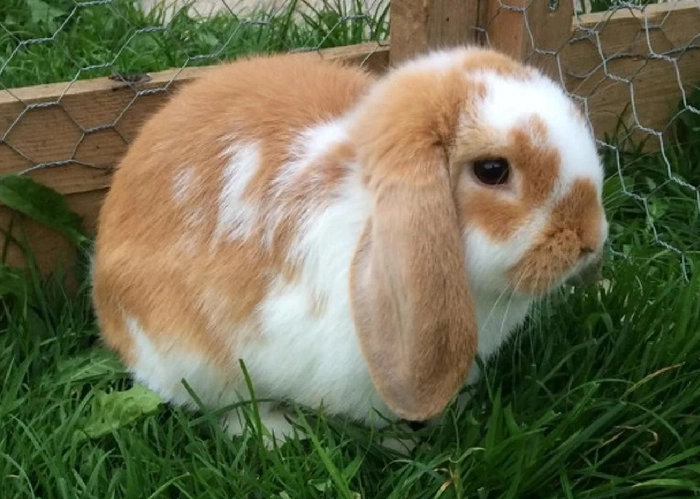 Mini Lop Rabbit