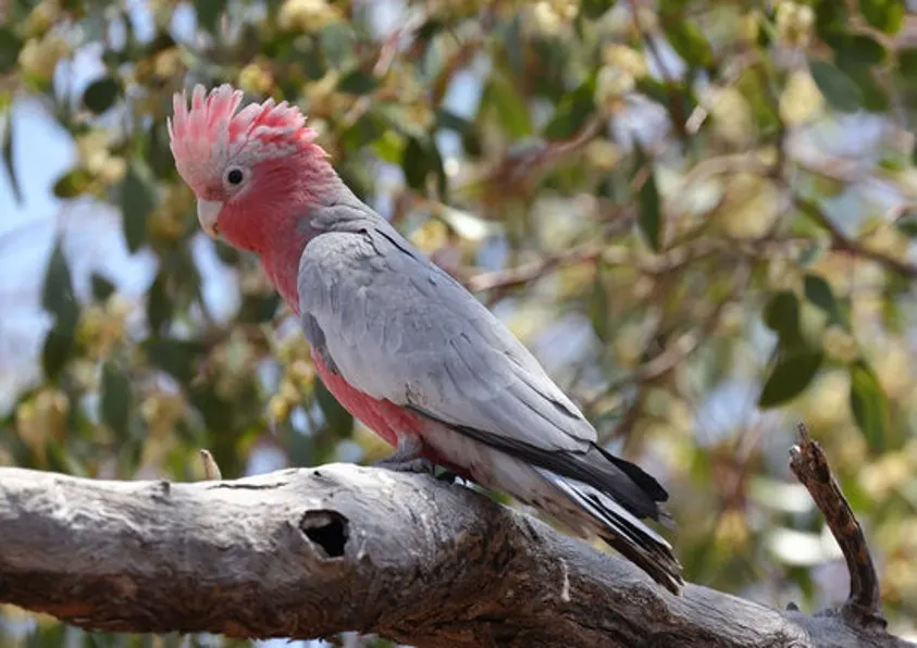 galah cockatoo