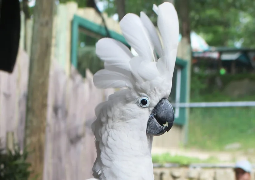 umbrella cockatoos