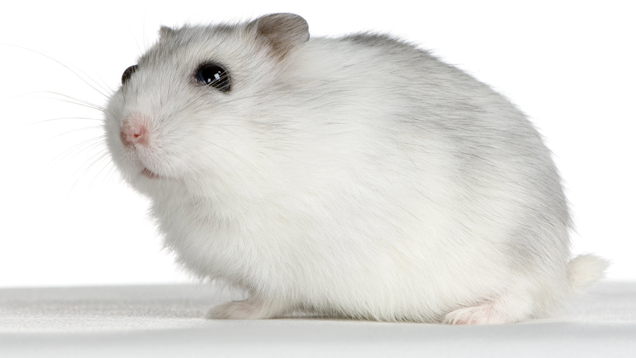 Roborovski Dwarf Hamster sale price in india