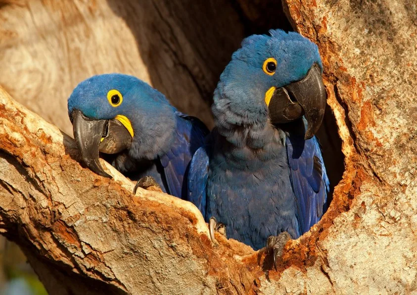 Hyacinth Macaw