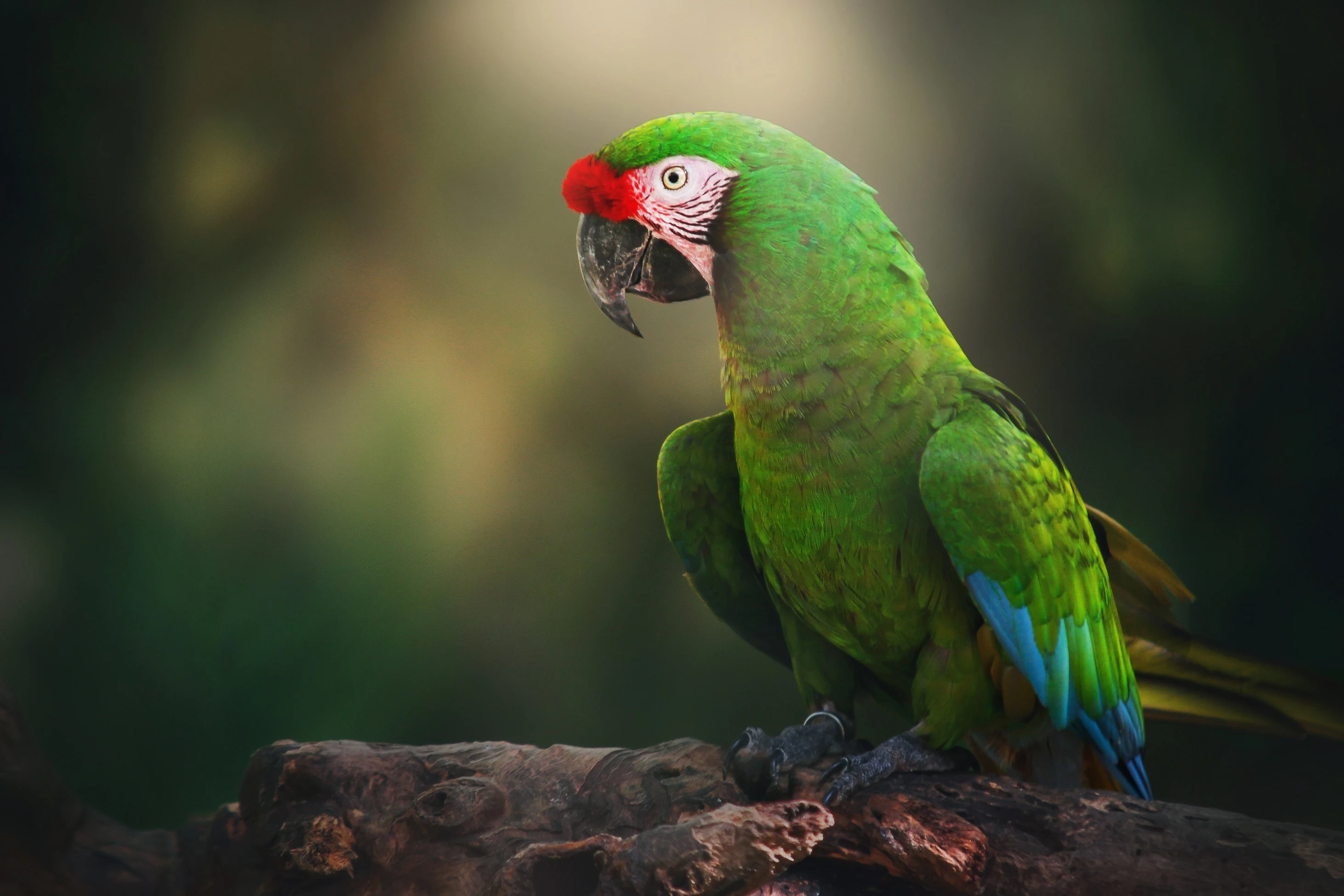 Military Macaw